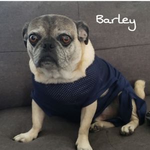 Meet your Posher, Diana